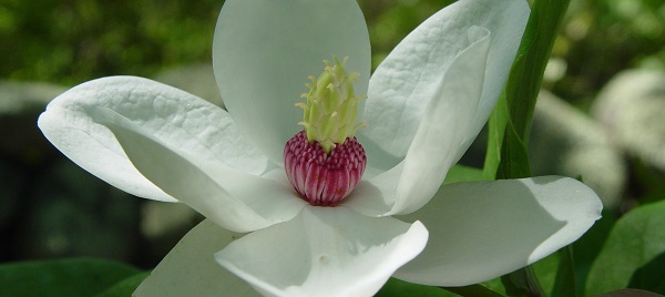 Seasonal Flowers for your Spring Bridal Bouquet Magnolia Society