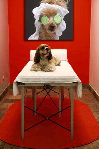 Dog Spa in Las Vegas