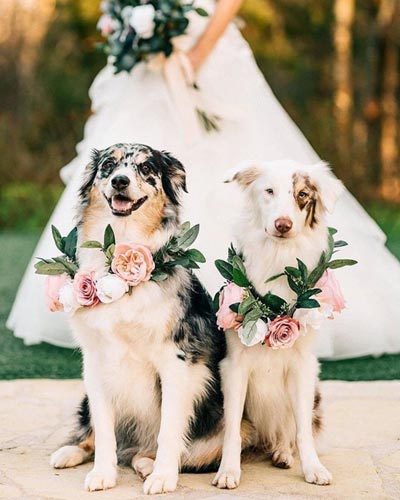 Dog Floral Collar